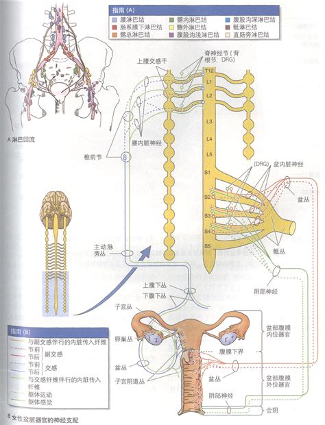 女性生殖器